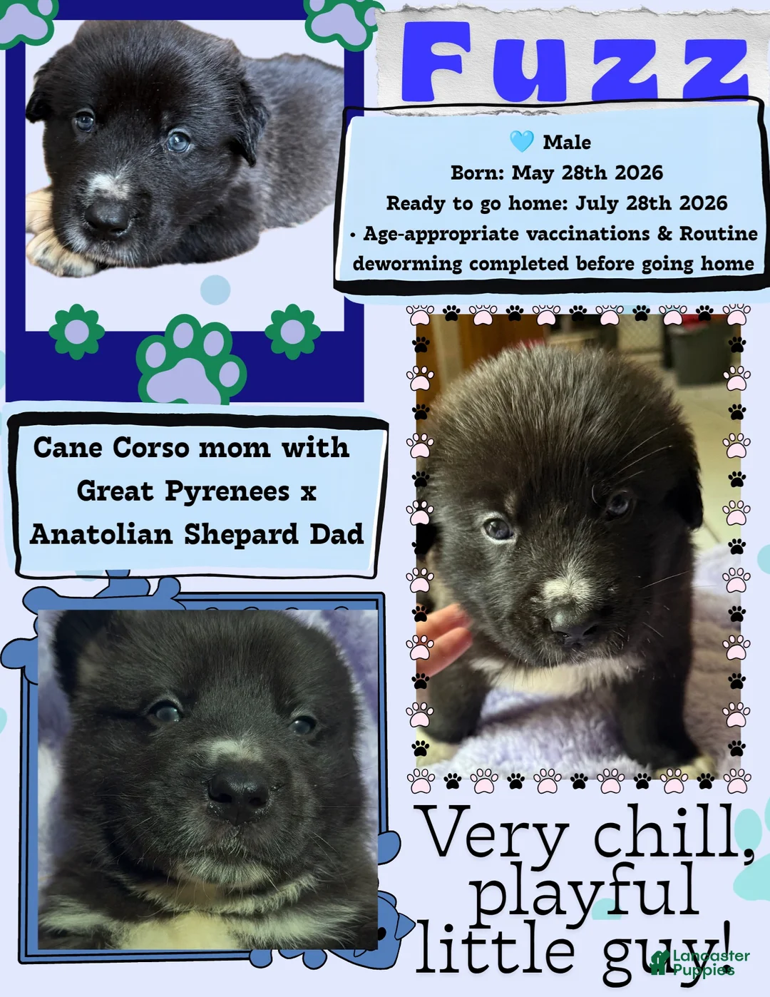 Mixed Breed dogs for sale: Fuzz - Ad 2