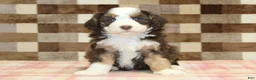 Mini Bernedoodle dogs for sale: Hank - Ad 3