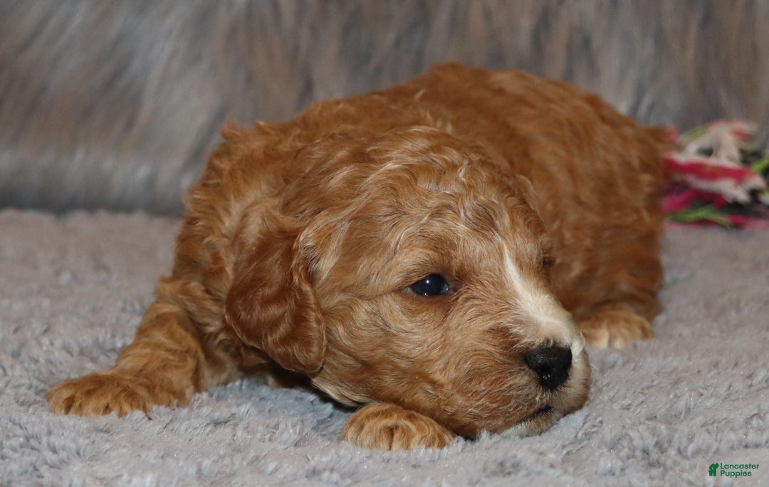 Mini Goldendoodle dogs for sale: Wendy 🌷👨‍👨‍👧‍👦💞🐕 - Ad 20