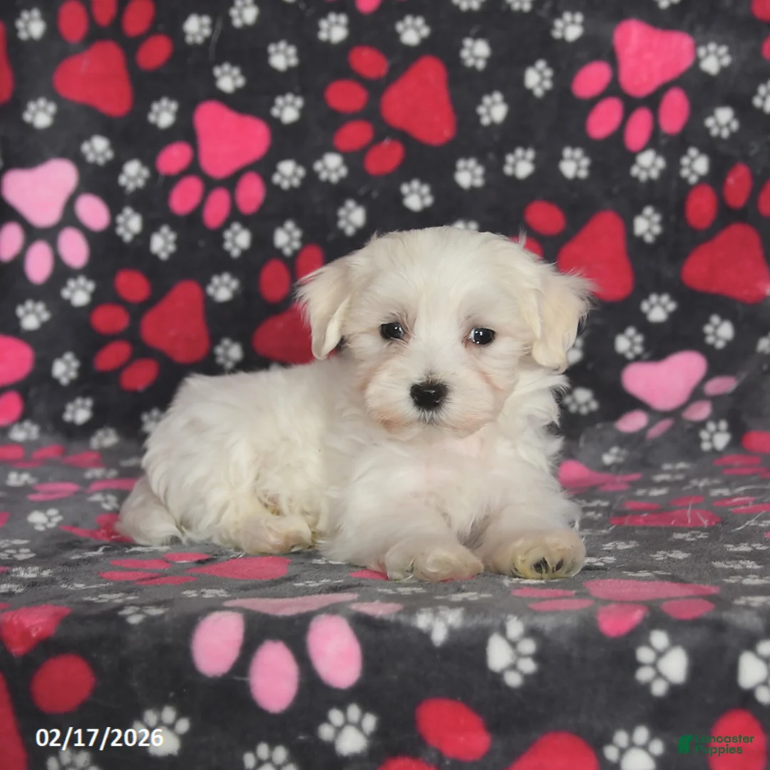 Maltese dogs for sale: Finn - Ad 4