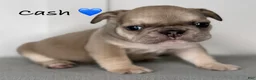 French Bulldog dogs for sale: Cash - Male French Bulldog Puppy - Ad 2