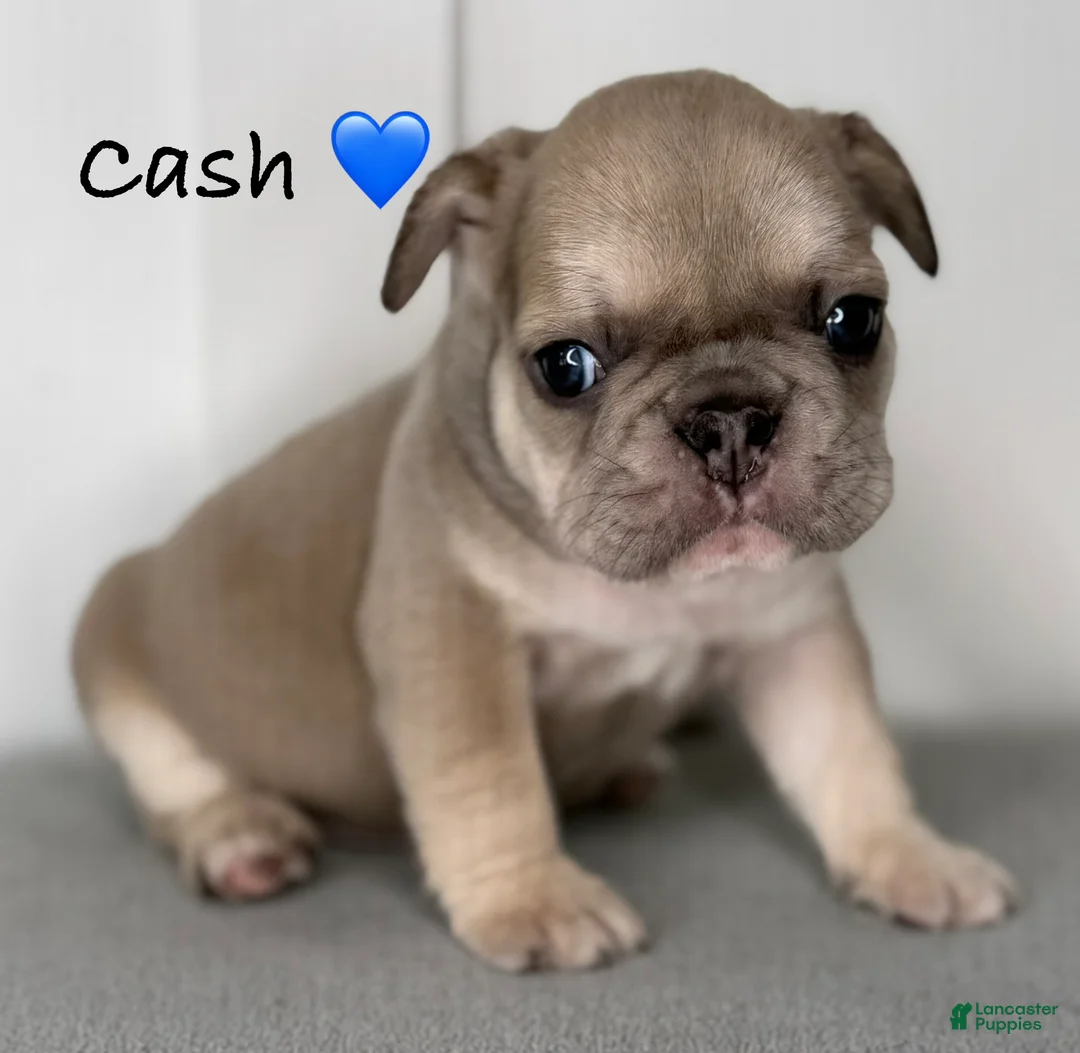 French Bulldog dogs for sale: Cash - Male French Bulldog Puppy - Ad 2