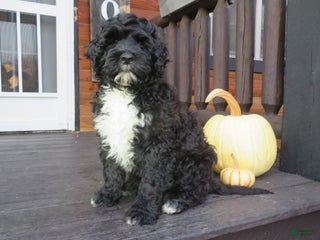 Portuguese Water Dog dogs Cody - Ad 18