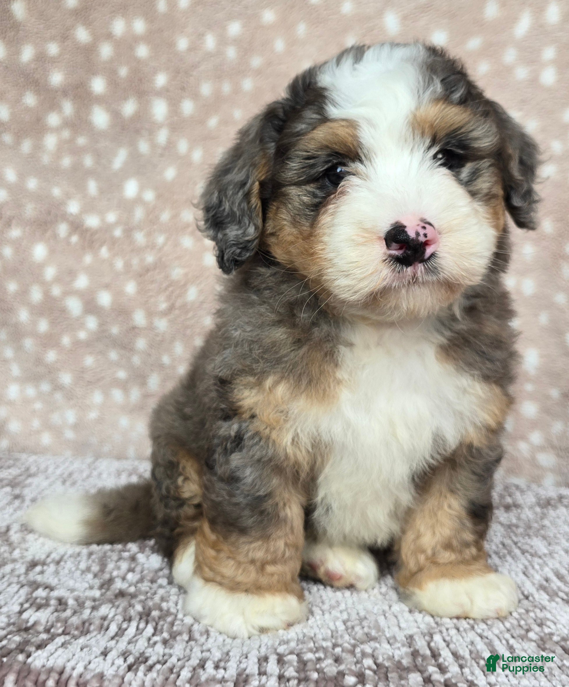 Mini Bernedoodle dogs Mini Harley - Ad 1
