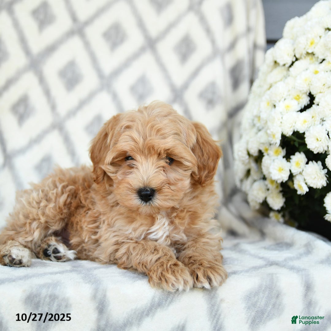 Maltipoo dogs for sale: Justin - Ad 5