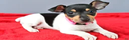 Toy Fox Terrier dogs for sale: Dixie - Ad 1