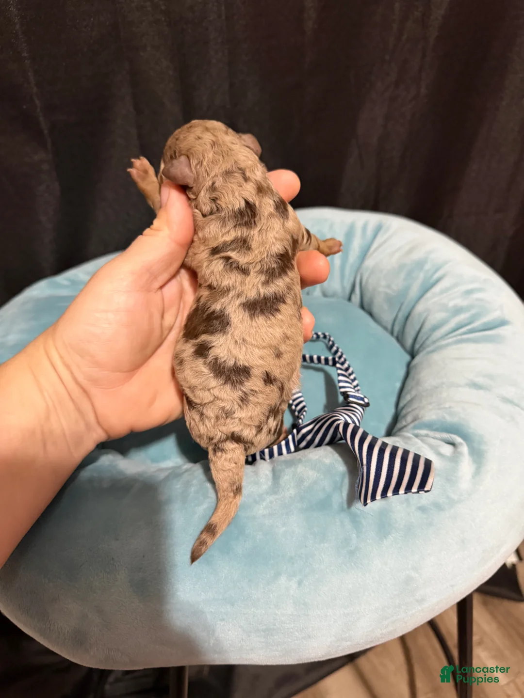 Miniature Poodle dogs for sale: Akc Choc Merle Phantom Blue Tie - Ad 1