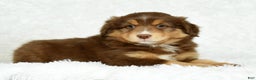 Australian Shepherd dogs for sale: Connie - Ad 6