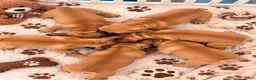 French Bulldog dogs for sale: Churro - Ad 4