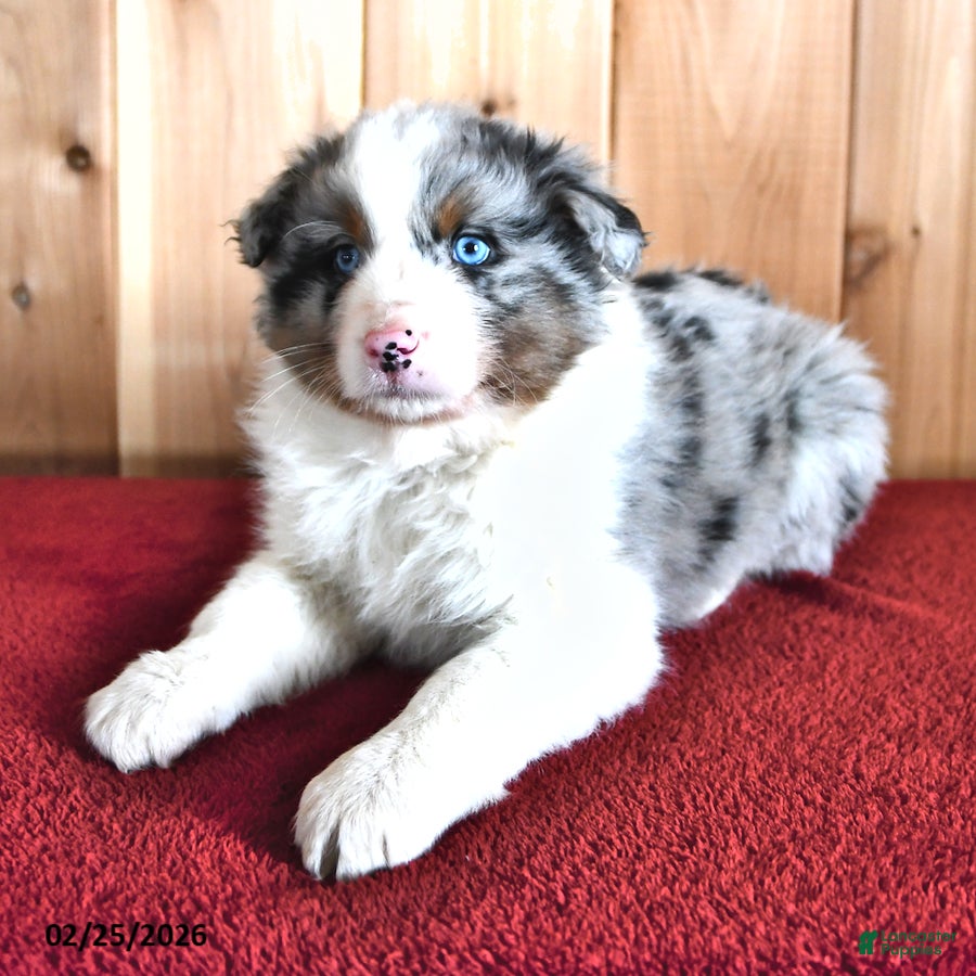 Australian Shepherd dogs Reed - Ad 2