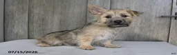 Cairn Terrier dogs for sale: Alex - Ad 5