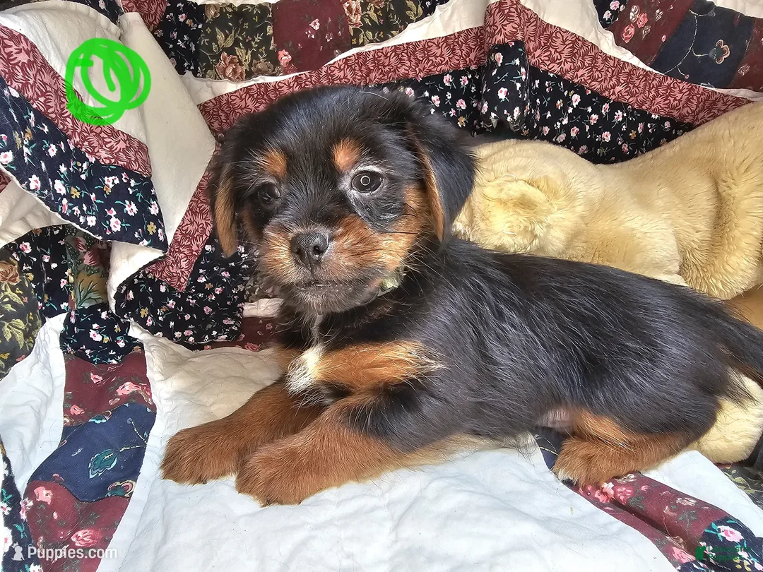 Mixed Breed dogs for sale: Goober [Peke + Yorkie] - Ad 1