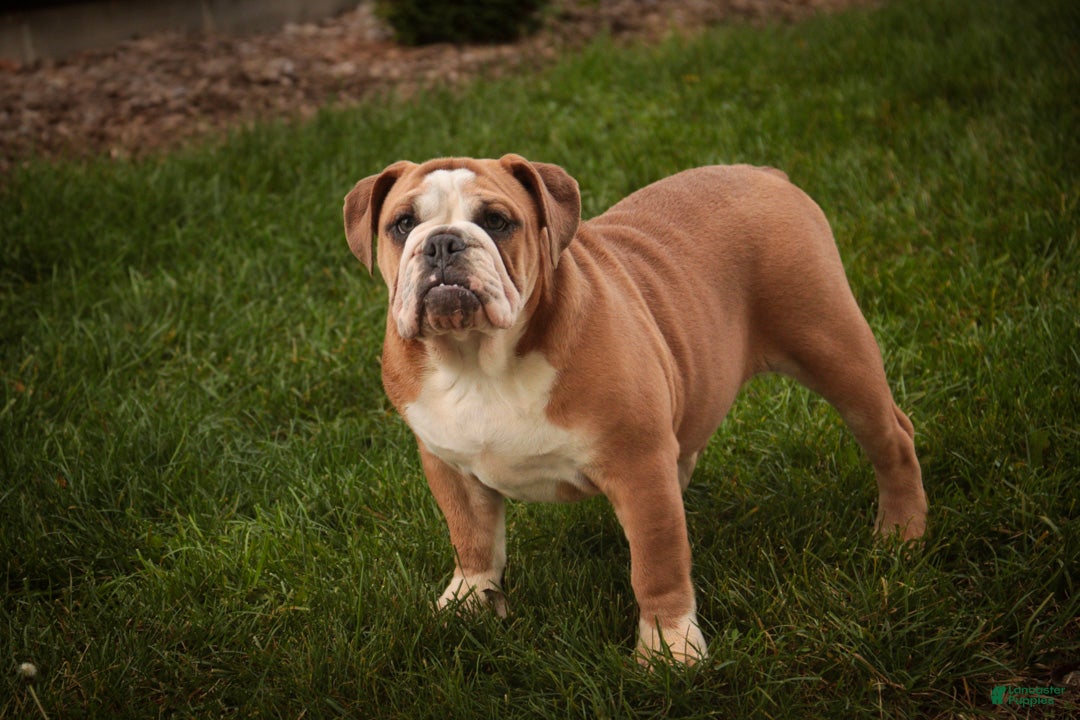 English Bulldog dogs for sale: Dream English Bulldog leash trained and crate trained - Ad 1