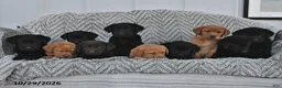 Labrador Retriever dogs for sale: Tripsey  - Ad 5
