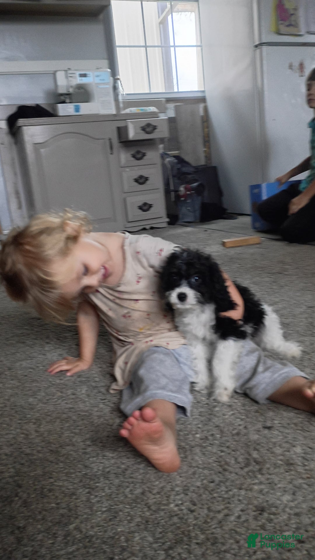 Cavapoo dogs for sale: Sasha - Ad 28