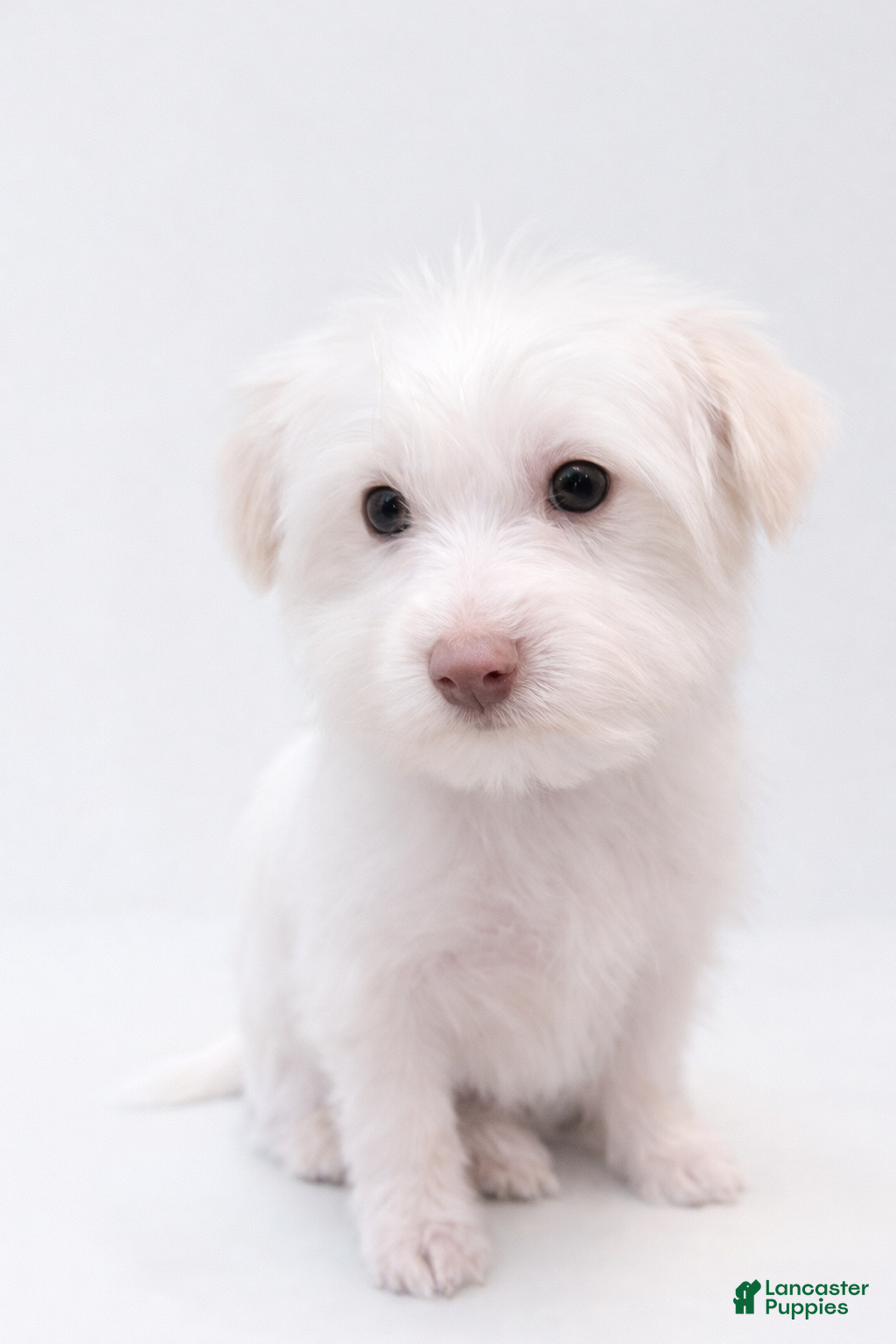 Morkie dogs Snowy - Ad 36