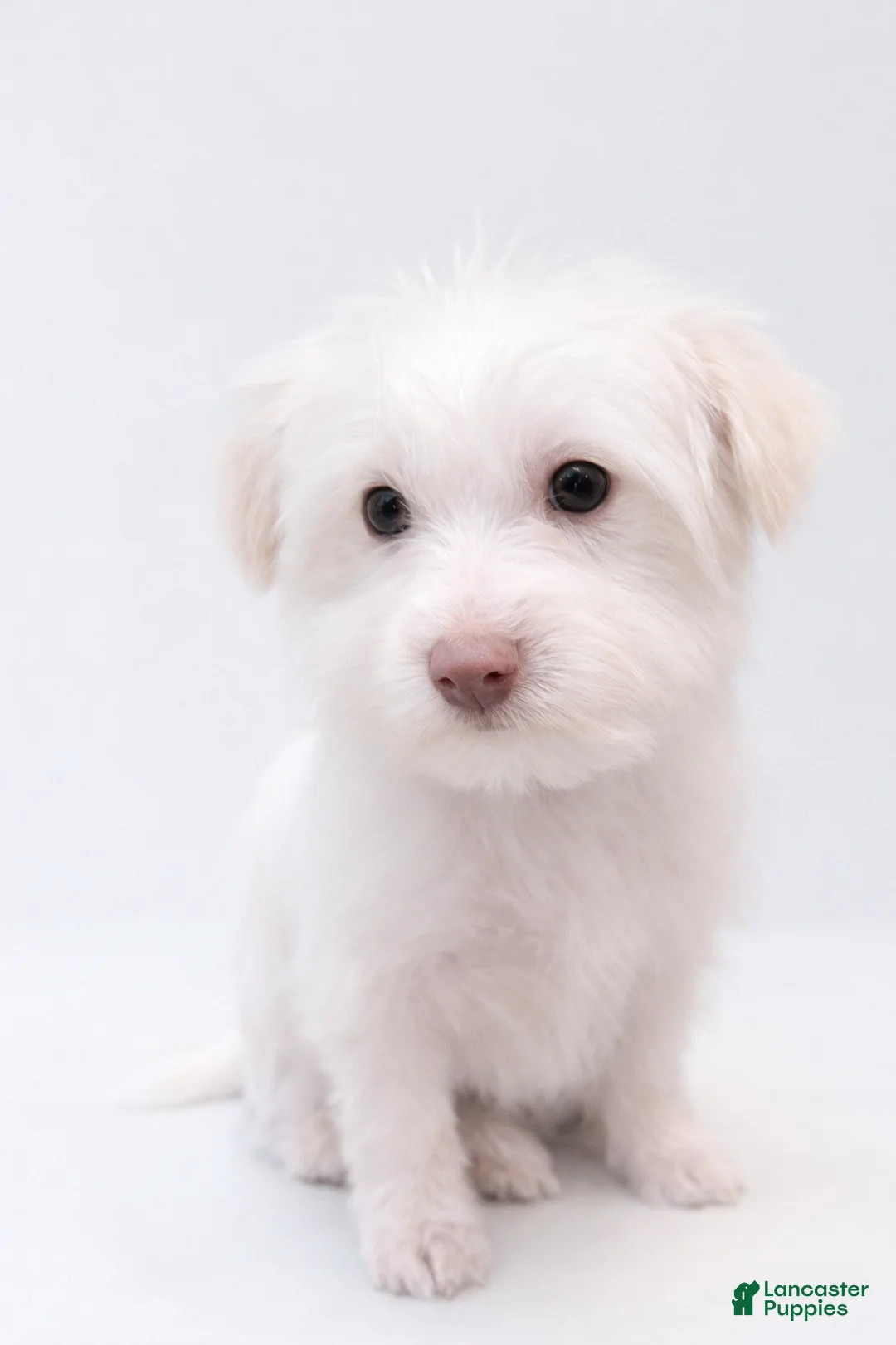 Morkie dogs for sale: Chanel - Ad 1