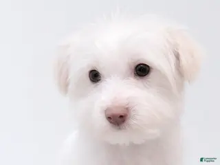 Morkie dogs Snowy - Ad 36