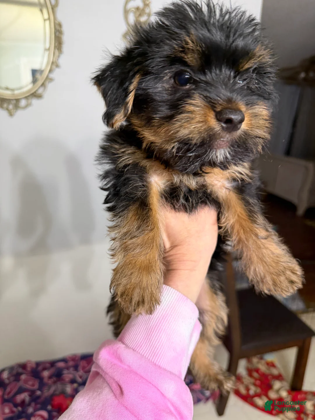 Mixed Breed dogs for sale: Mixed Breed Puppy 2 - Ad 2