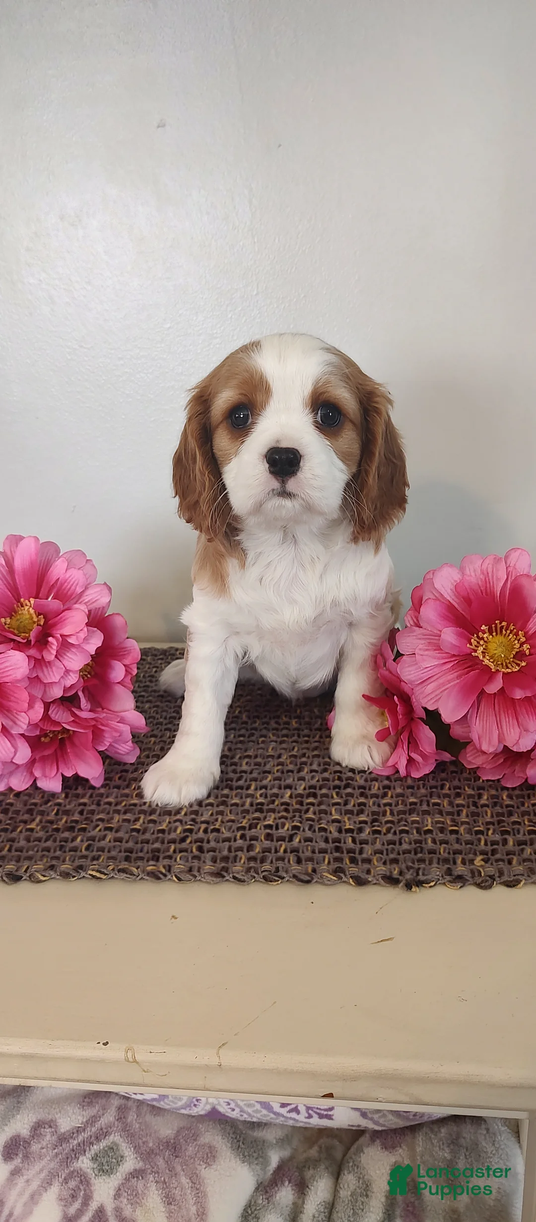 Cavalier King Charles Spaniel dogs for sale: Lilly - Ad 4