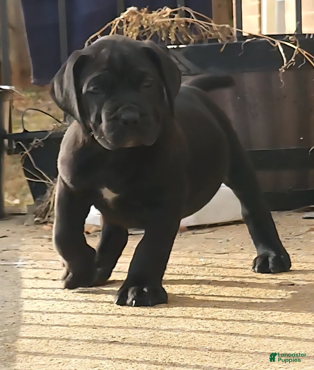 South African Boerboels dogs for sale: Blacky - Ad 2
