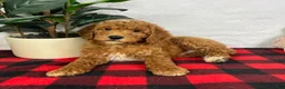 Mini Goldendoodle dogs for sale: Ginger - Ad 4