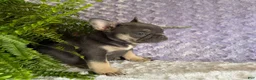 French Bulldog dogs for sale: Penny - Ad 8