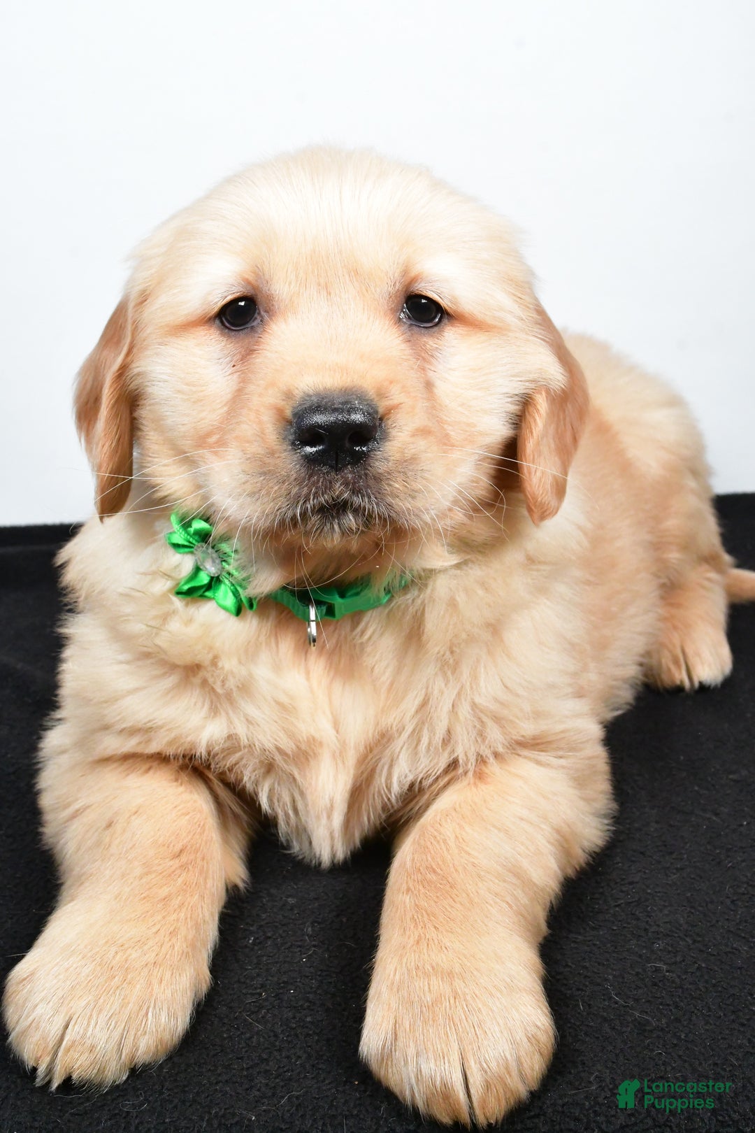 Golden Retriever dogs for sale: Jessica - Ad 1