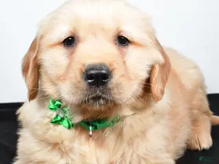 Golden Retriever dogs Jessica - Ad 24