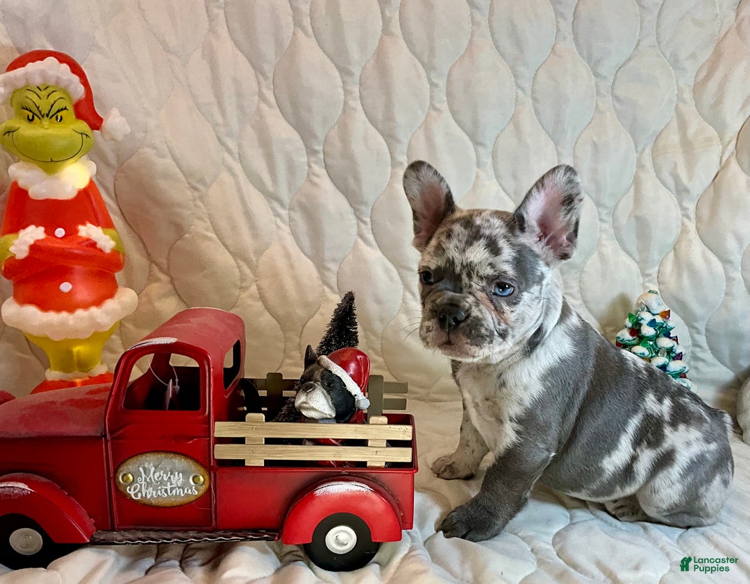 French Bulldog dogs for sale: Tracker - Ad 3