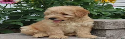 Mini Goldendoodle dogs for sale: Fritzy - Ad 2