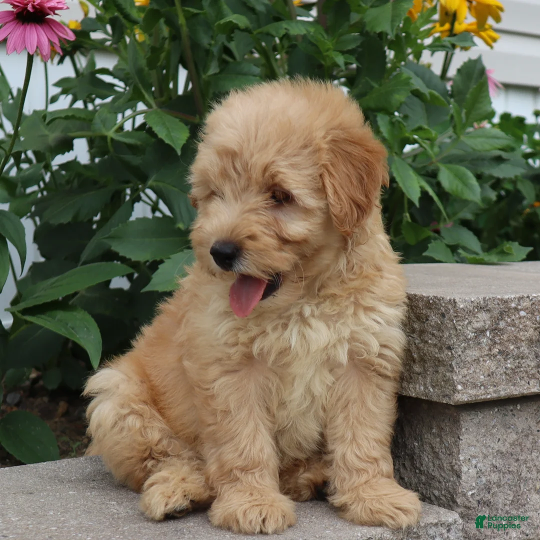 Mini Goldendoodle dogs for sale: Fritzy - Ad 2