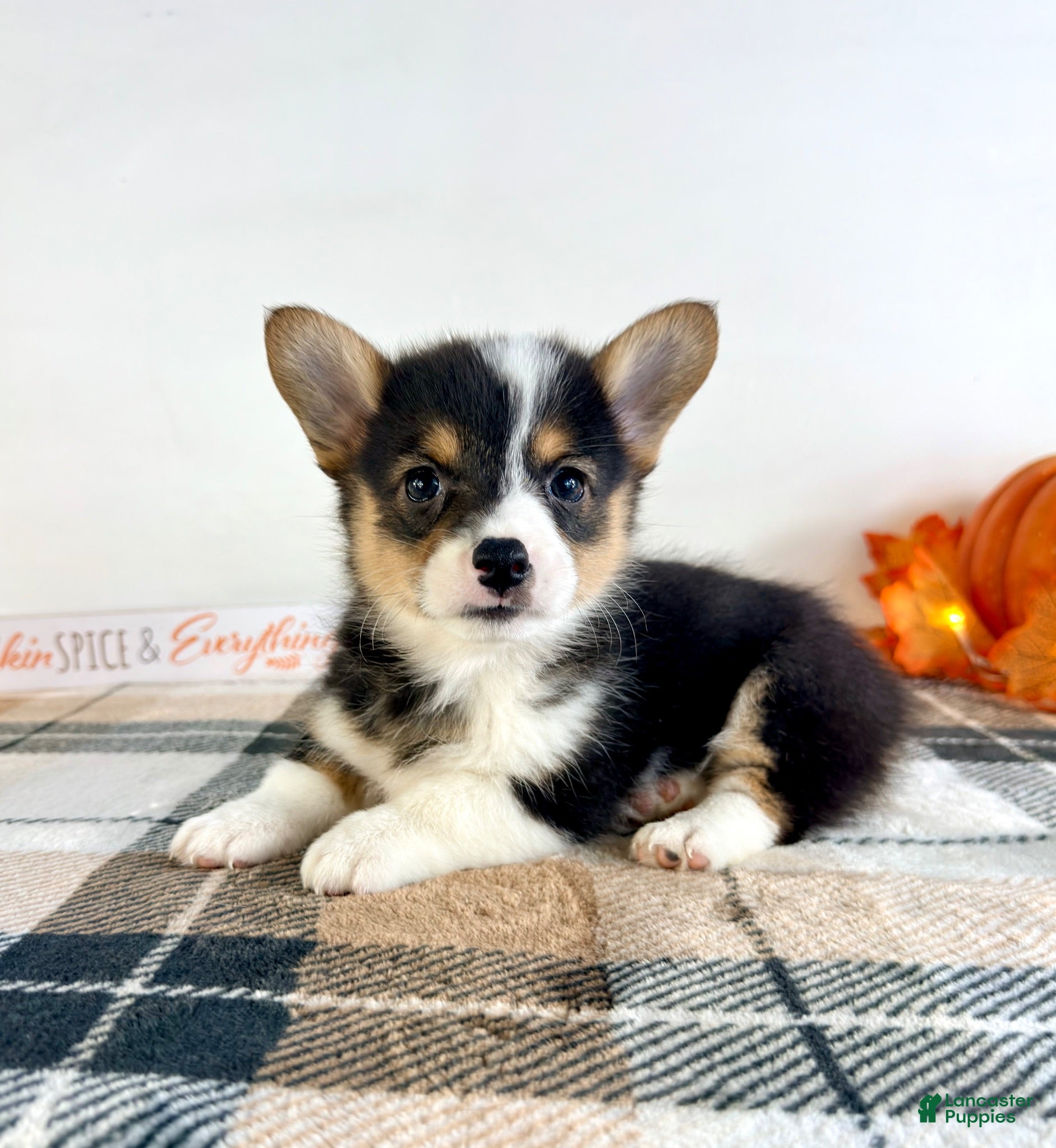 Welsh Corgi Pembroke dogs CKC Miles - Ad 4