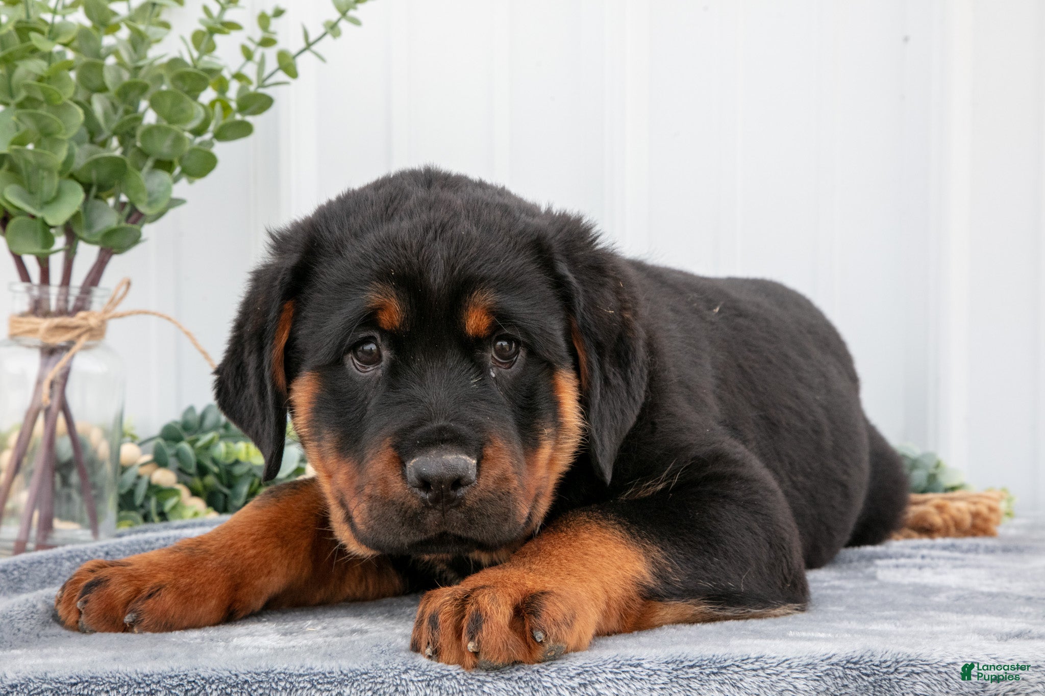 Rottweiler dogs Allison - Ad 2
