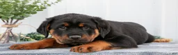 Rottweiler dogs for sale: Allison - Ad 2