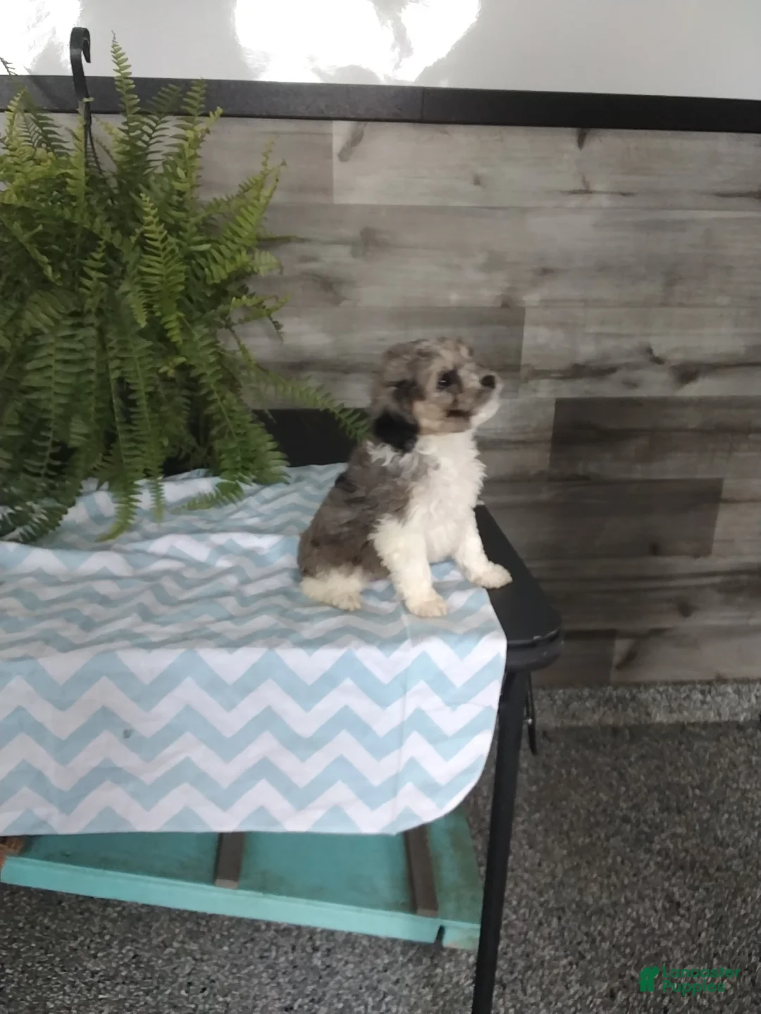 Cockapoo dogs for sale: Grimm - Ad 2