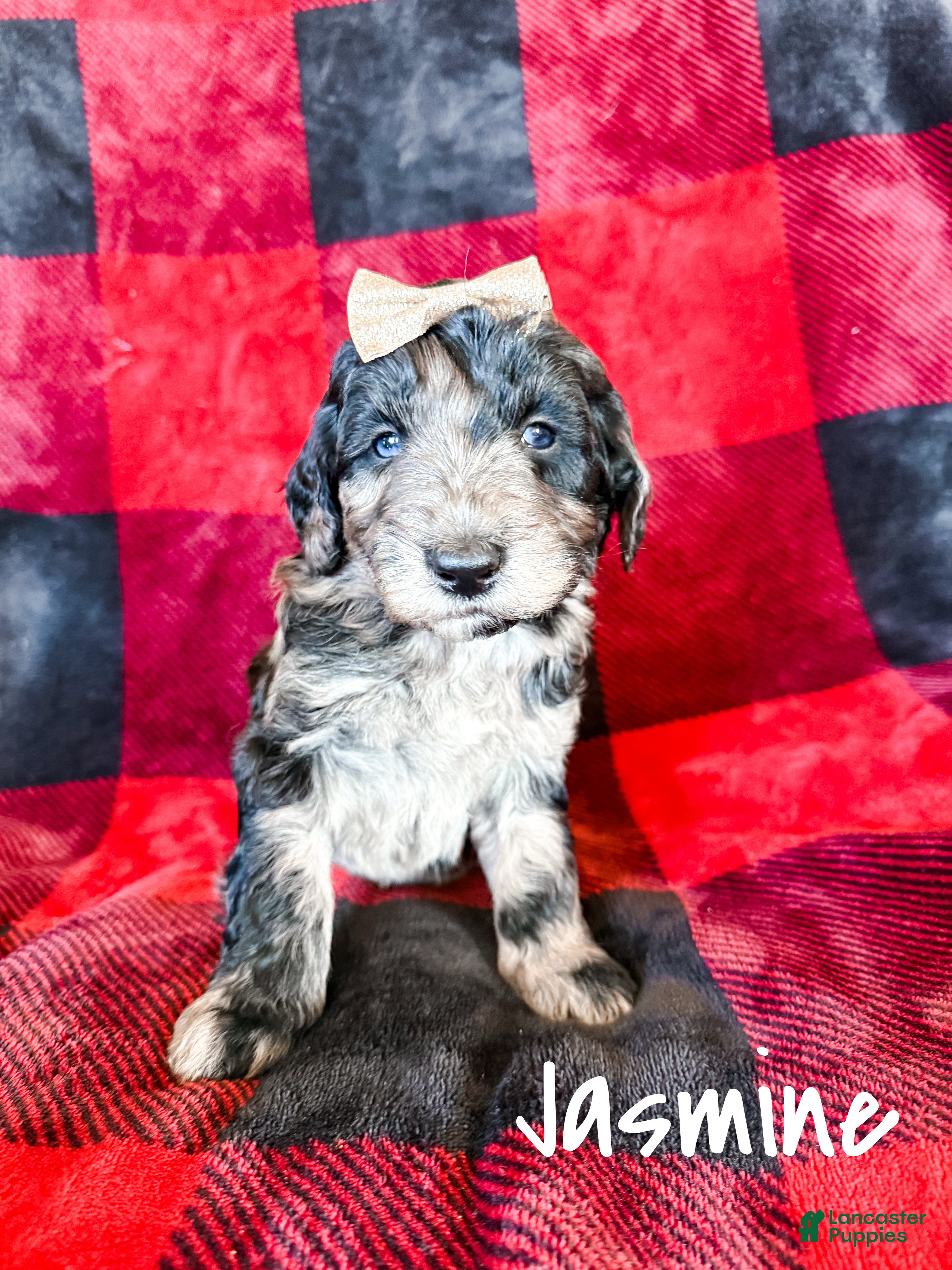 Aussiedoodle dogs Jasmine - Ad 24