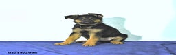 German Shepherd dogs for sale: Ranger - Ad 2