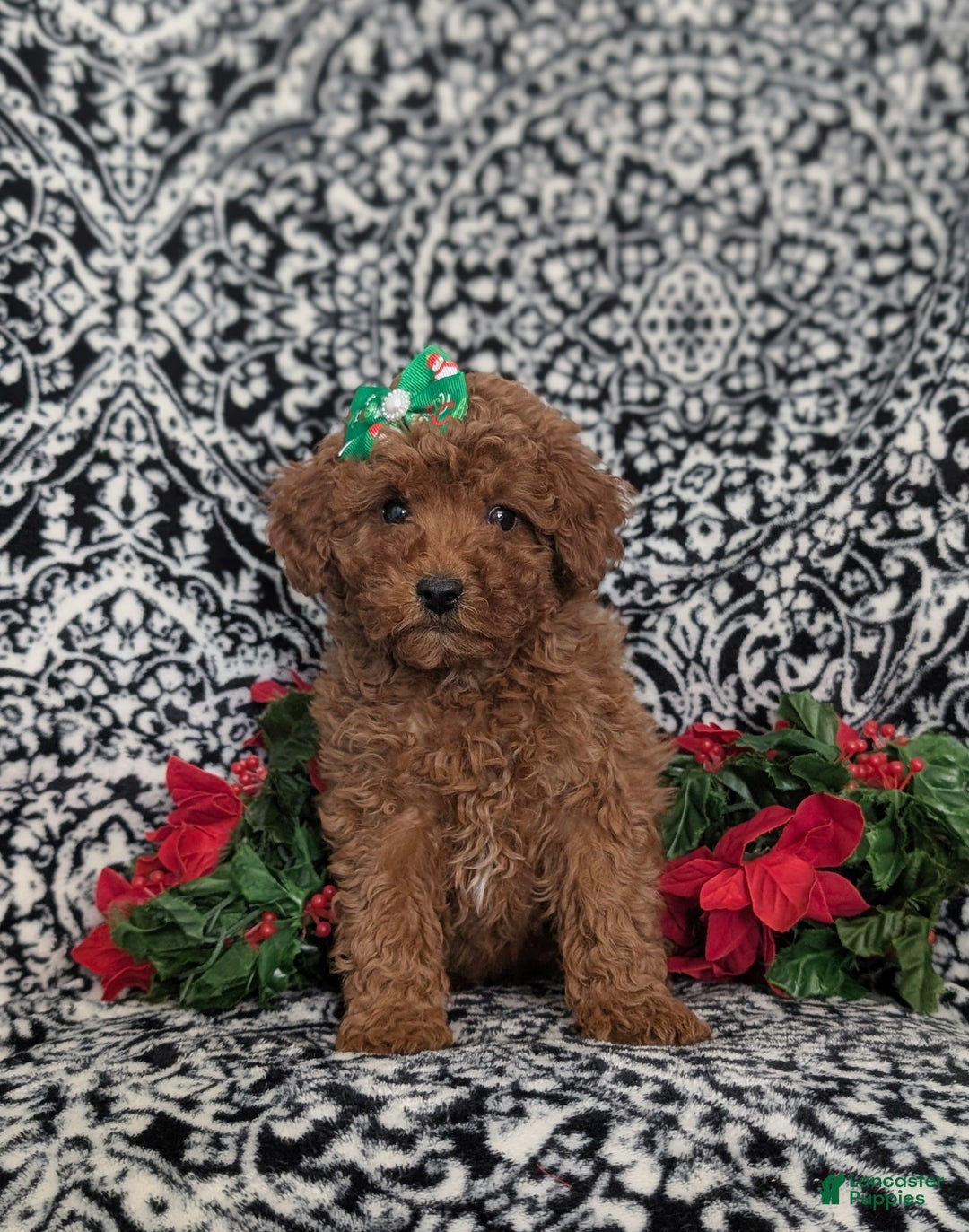Miniature Poodle dogs for sale: Celeste Ready for Christmas - Ad 2