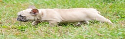 French Bulldog dogs for sale: Candice - Ad 3