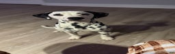 Dalmatian dogs for sale: Dalmatian Puppy 1 - Ad 7
