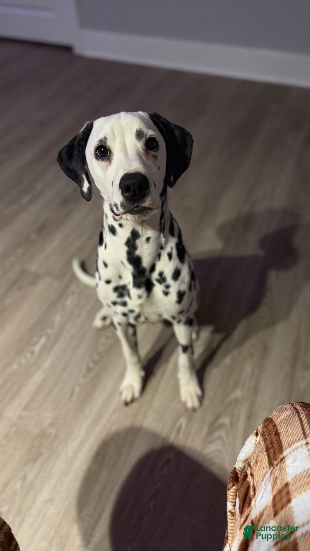 Dalmatian dogs for sale: Dalmatian Puppy 1 - Ad 7