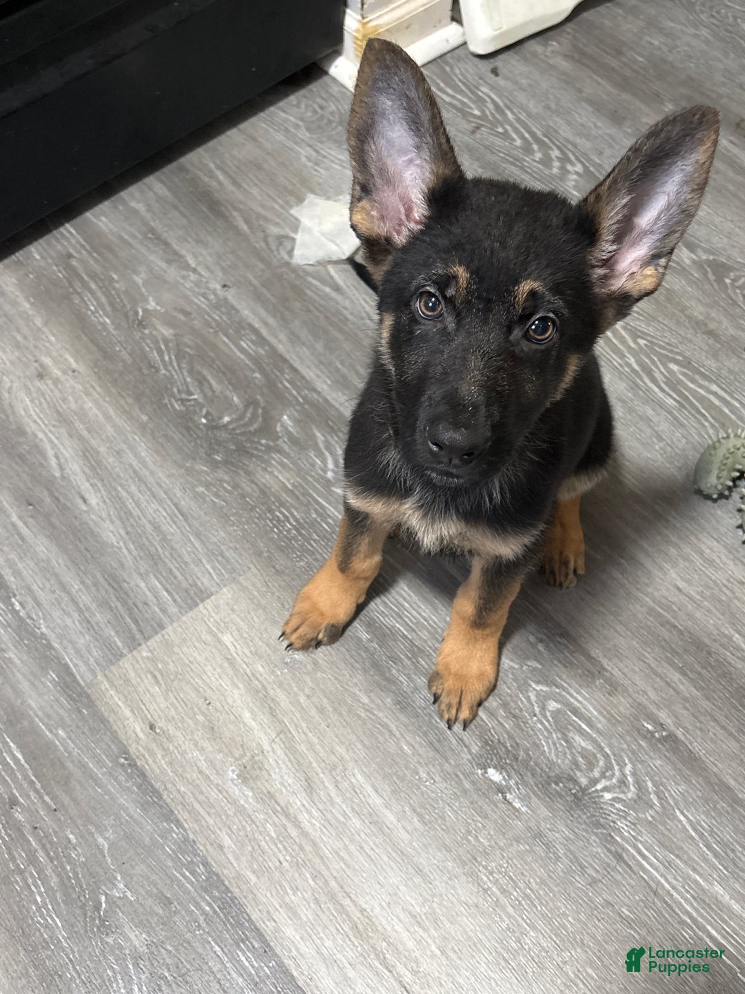 German Shepherd dogs for sale: Ozzy - Ad 1