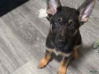 German Shepherd dogs Ozzy - Ad 18