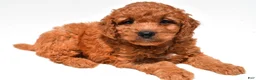 Mini Goldendoodle dogs for sale: Frankie  - Ad 5