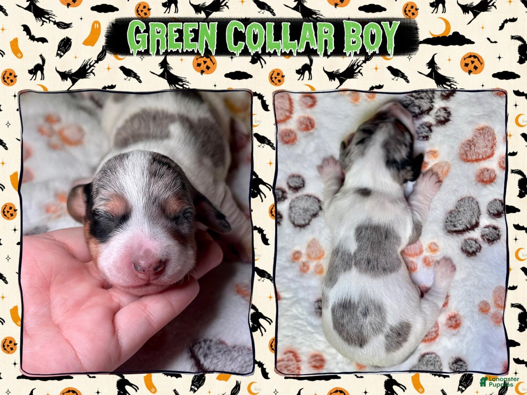 Miniature Dachshund dogs for sale: Green Collar Boy - Ad 3
