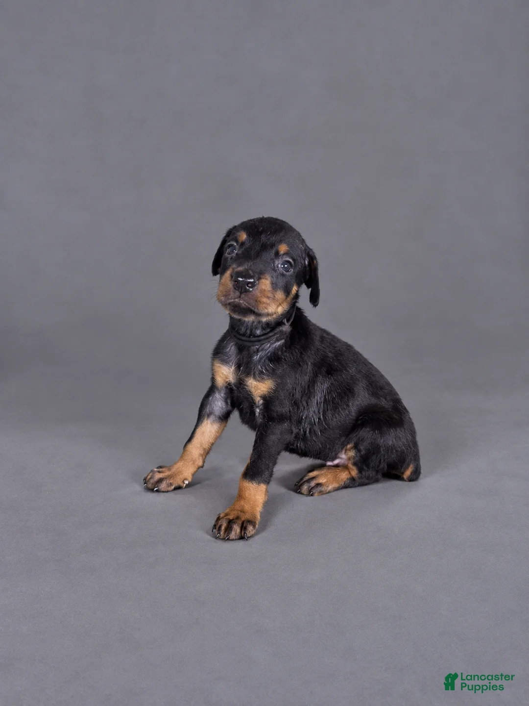 Doberman Pinscher dogs for sale: Loras - Ad 1