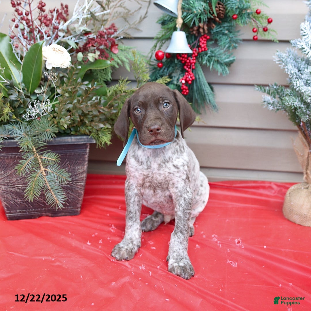 German Shorthaired Pointer dogs for sale: Dakota - Ad 2