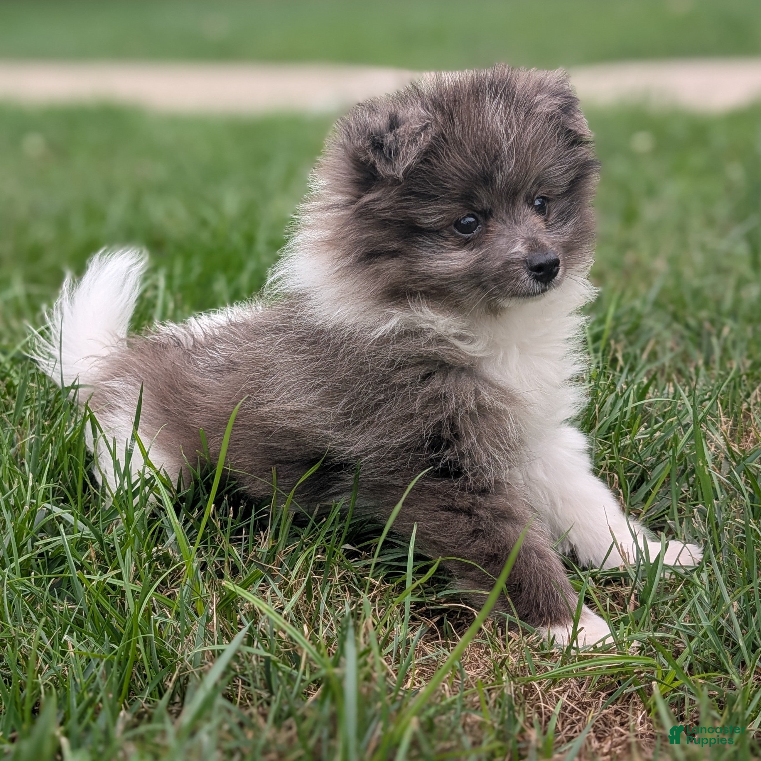 Pomeranian dogs Razzle - Ad 2