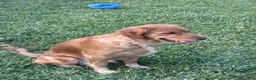 Golden Retriever dogs for sale: Penny’s Mr Blue - Ad 3